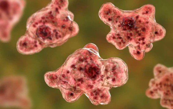 Kerala Reports 19 Deaths from Rare Brain-Eating